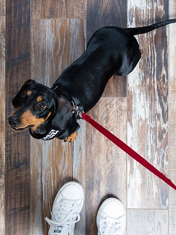 Read more about the article Flooring Your Home for Pets