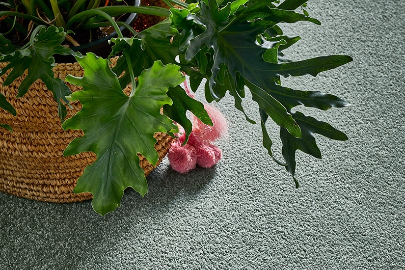 Planter sitting on sea foam green carpet