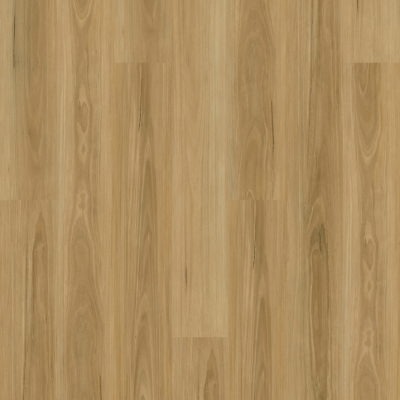 Desert Blackbutt