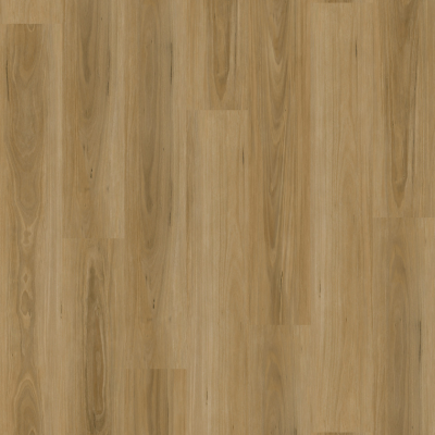 Tasman Blackbutt